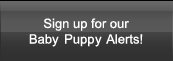 Sign up for our Baby Puppie Alerts!